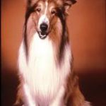 Chi era Lassie, il cane della nota serie TV